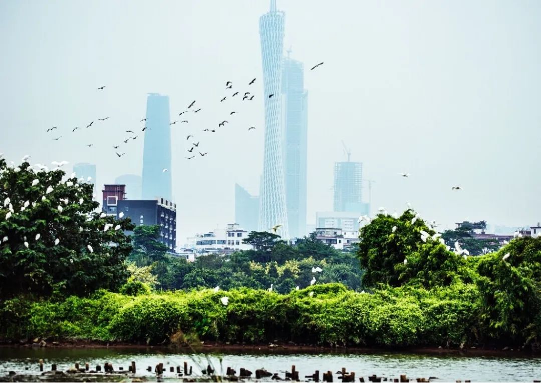 海珠湿地生物多样性保护修复工程丨中国广州丨广州市城市规划勘测设计研究院-2