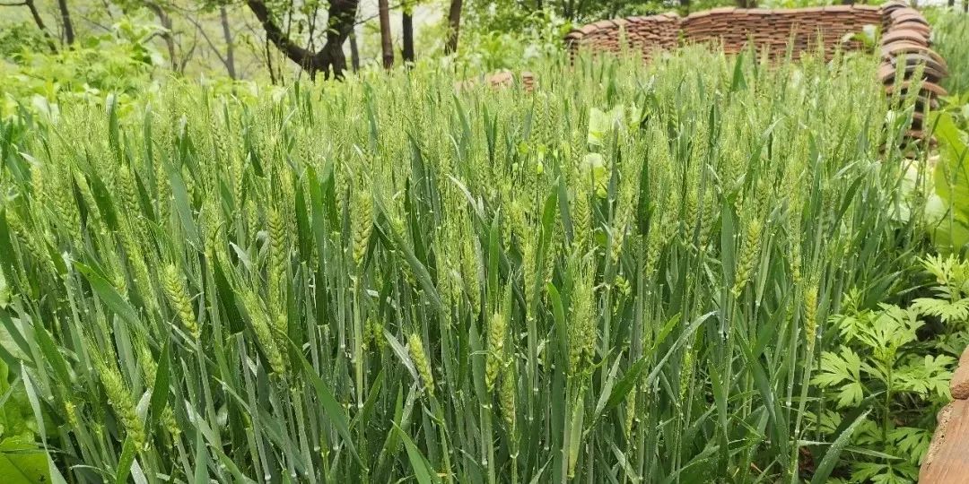 终南山书院 | 回归自然的诗意栖居-103