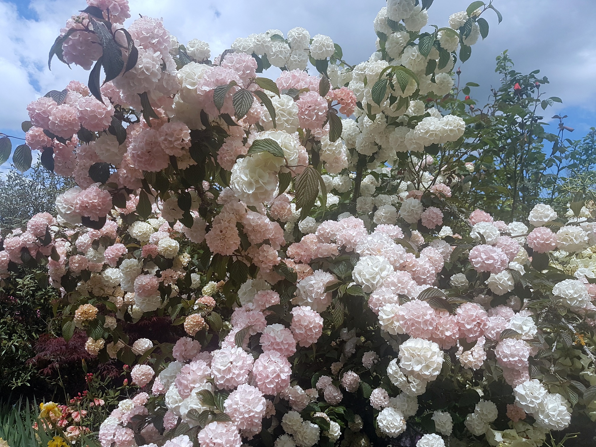 Cairnhill私人花园-32