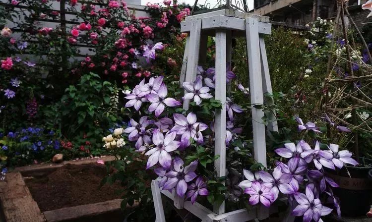 她花了4年，用月季，铁线莲，绣球把农村破败的小院打造成了花海，惊艳了时光-58