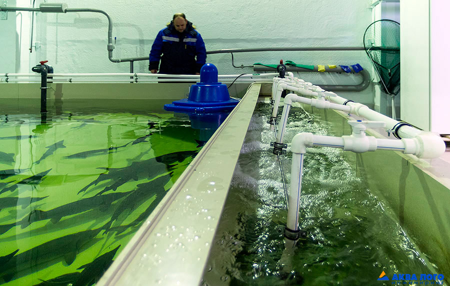 活鱼预销售存放装置安装项目丨Аква Лого инжиниринг（水徽工程公司）-13