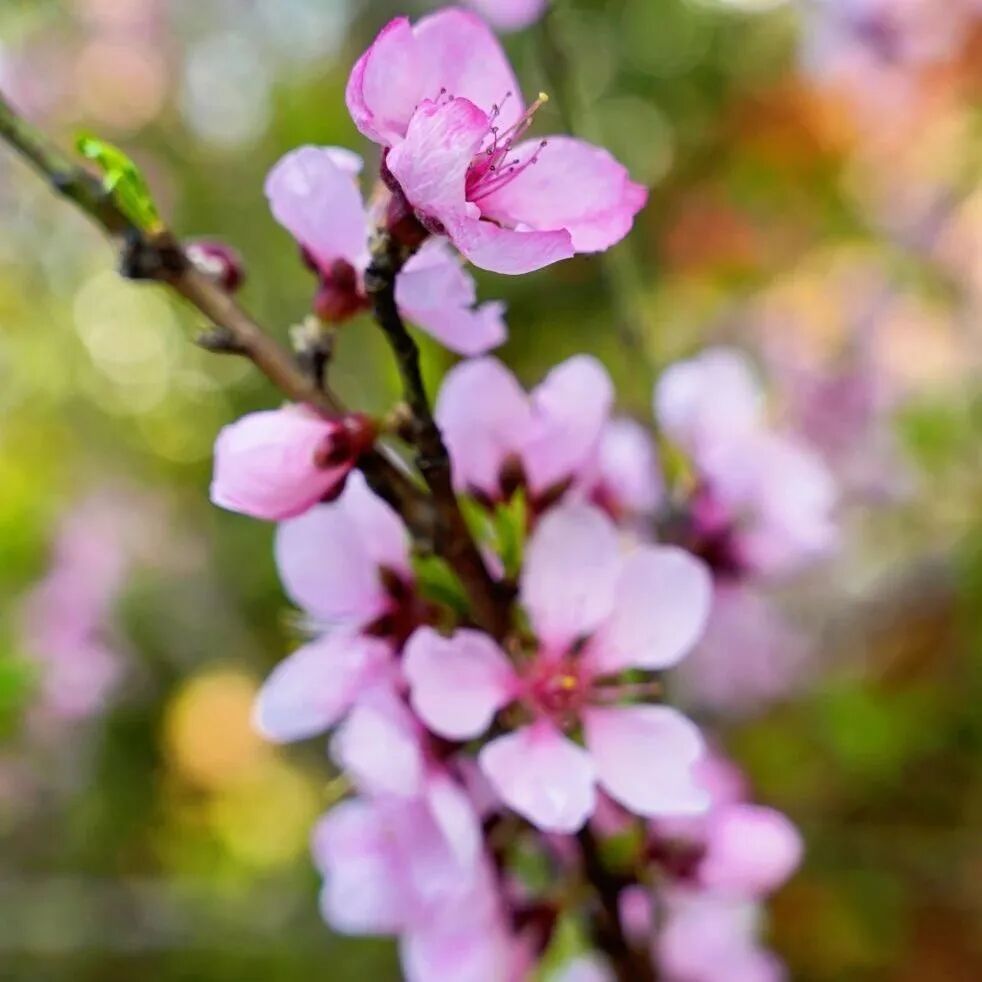 境作|恋“练”春光，“宝藏”踏青地：青浦徐练村，有多好逛？-93