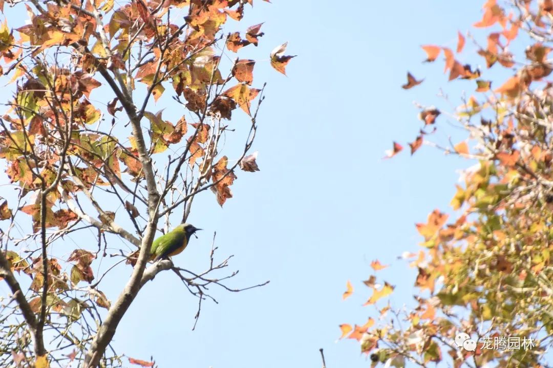 行走的茏腾人 | 象头山自然之美-49