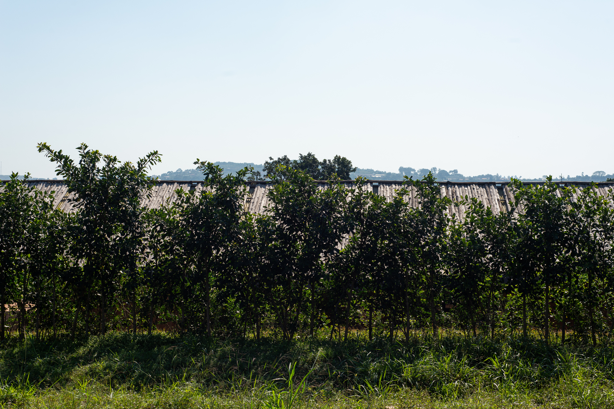 Mustardseed Junior School / Localworks-51