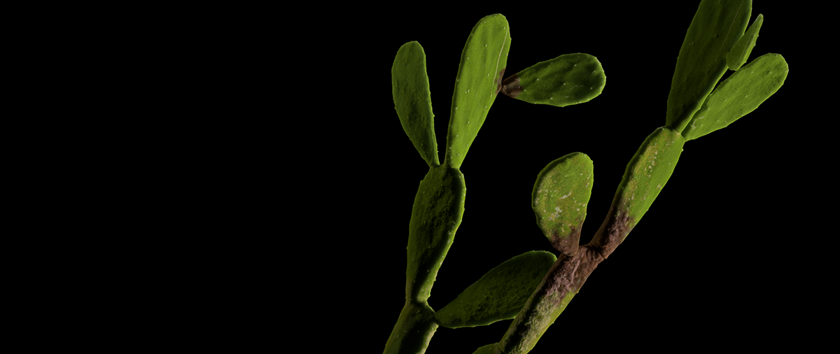 被征服的自然-9