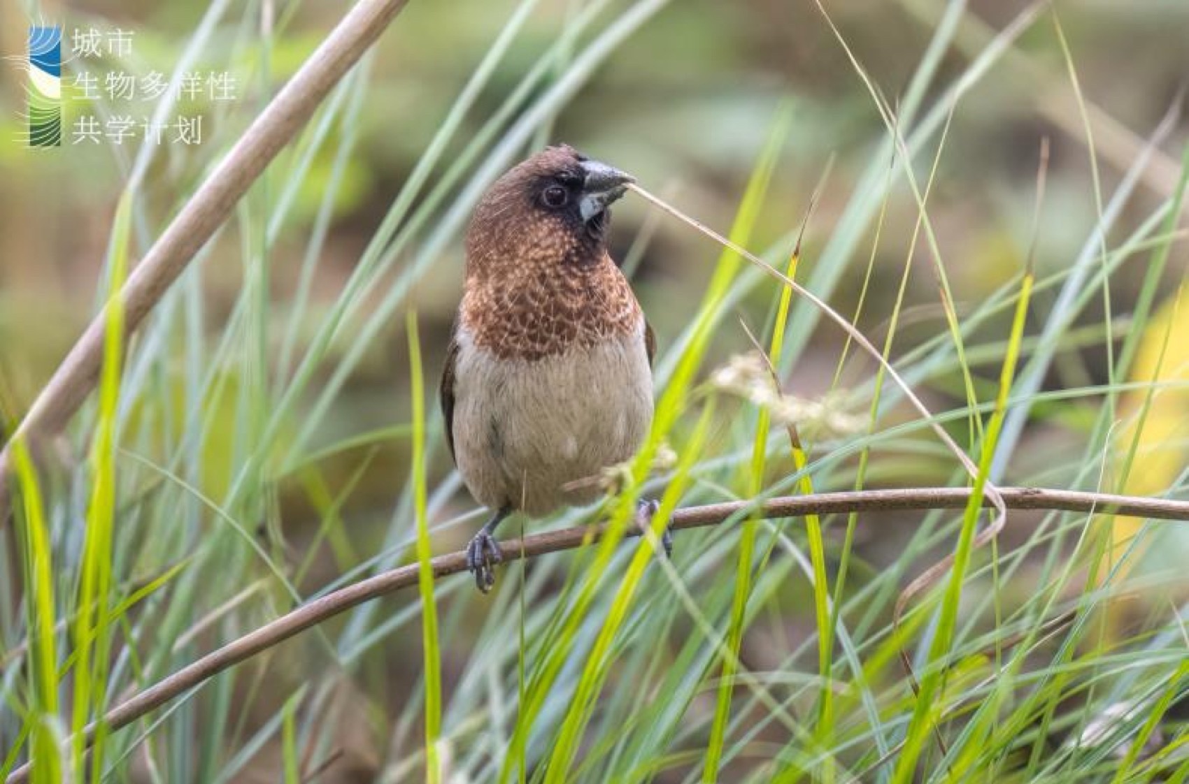 麓野公园丨中国成都丨四川乐道景观设计有限公司-240