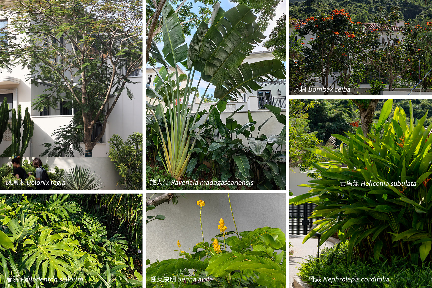 阿那亚三亚南花园丨中国三亚丨Z’scape致舍景观-214