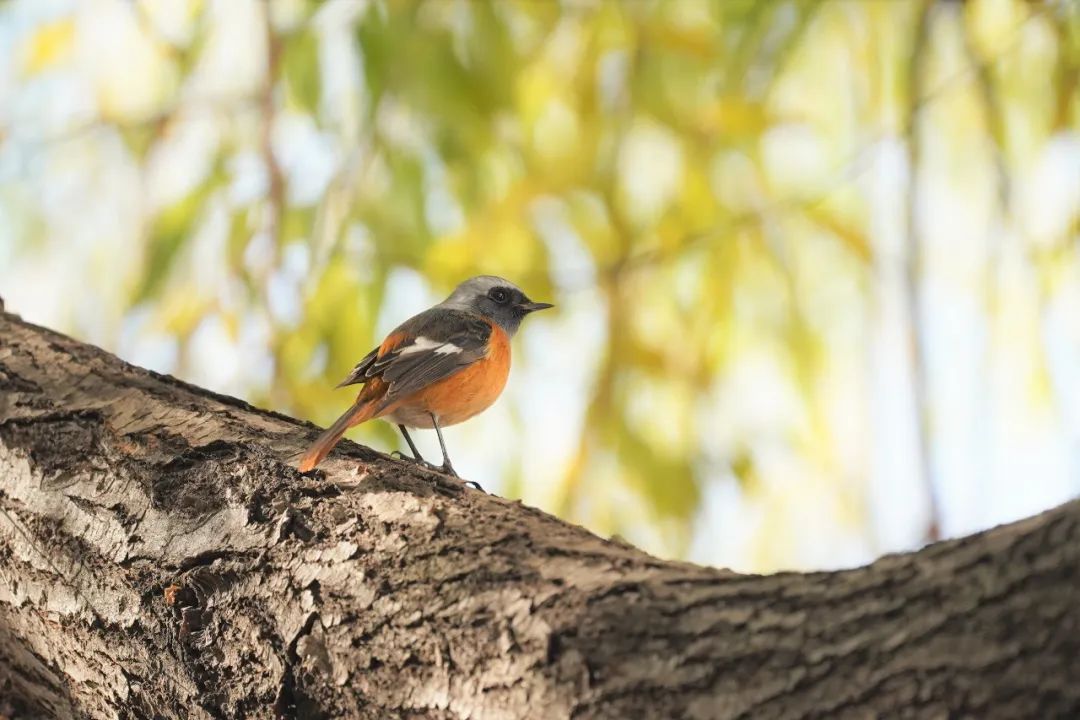 地球日特辑 | 社区花园VS城市生境-83