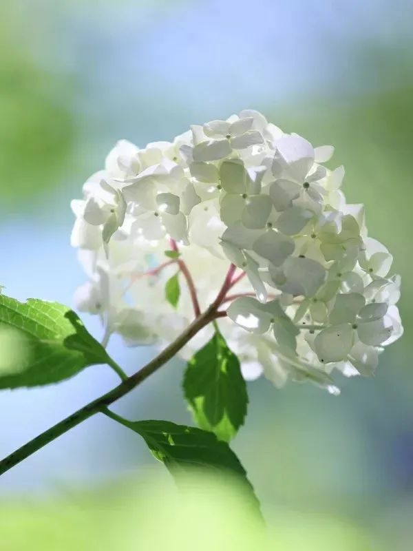 花园植物养护篇·绣球-21