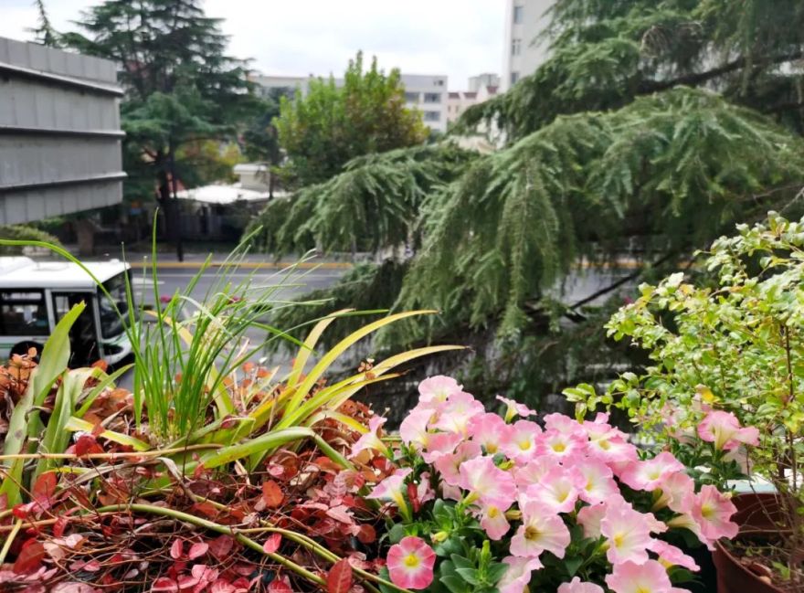 独居匠心,她把仅有10多㎡的小露台打造成成上海十佳“美丽阳台”之一!-9