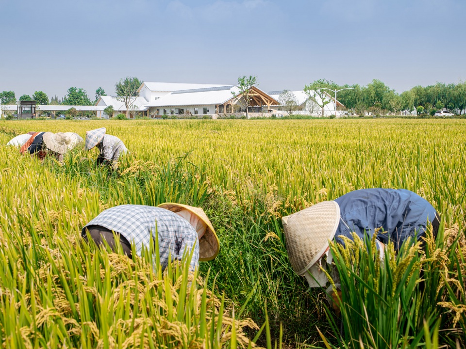 张马游客中心，上海 / 致正建筑工作室-3