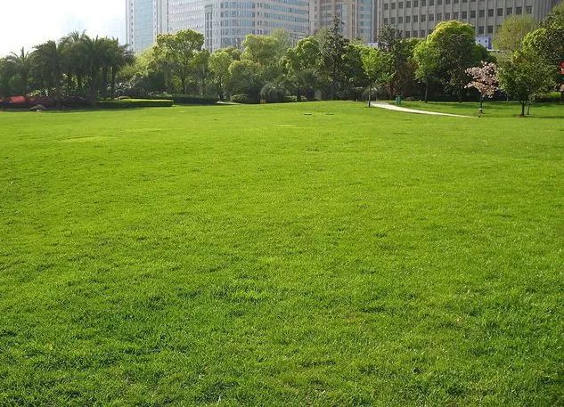 园林景观植物绿化设计方法解析-76