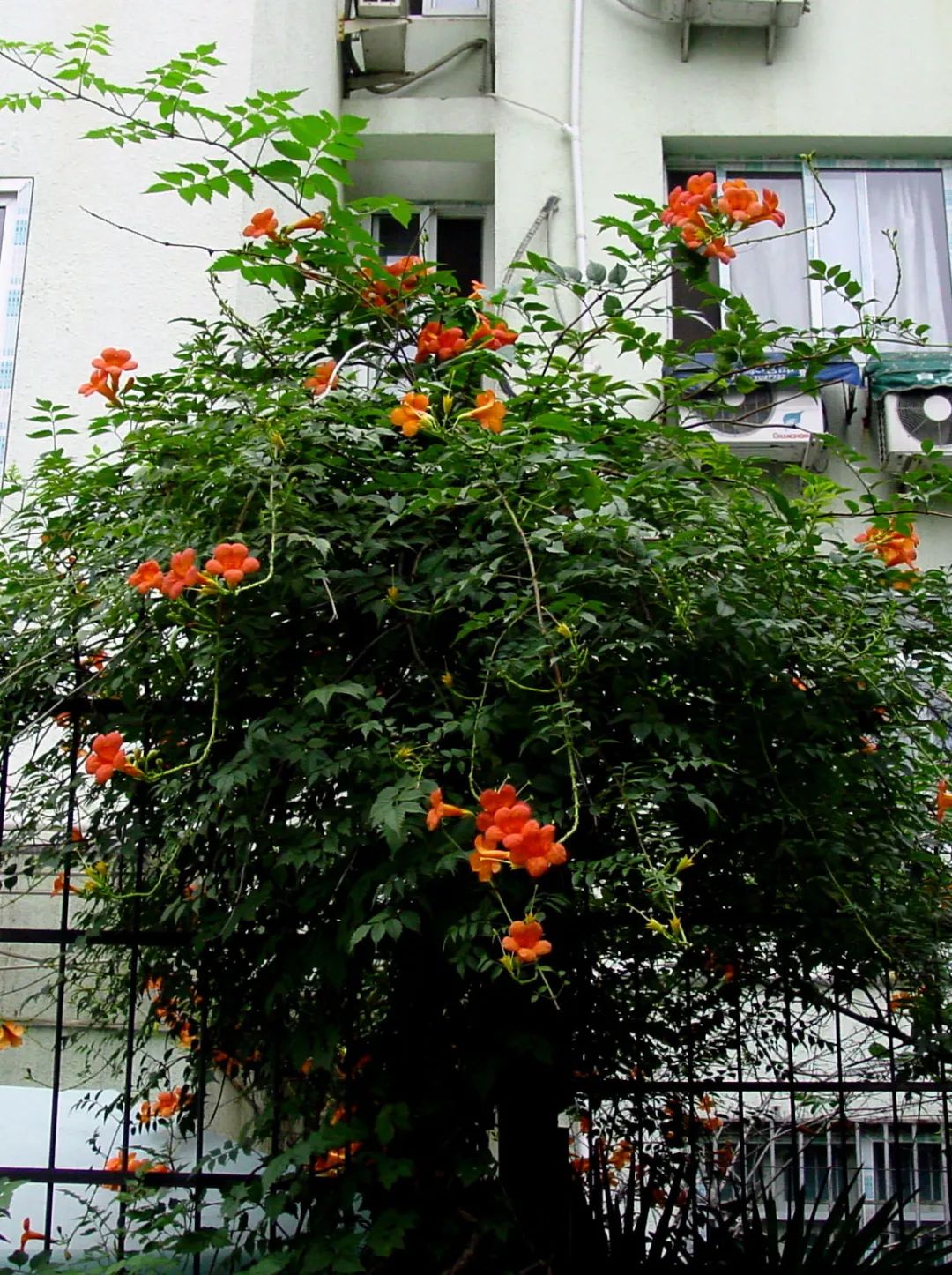 紫葳科瑰宝，凌霄花的魅力与应用-20