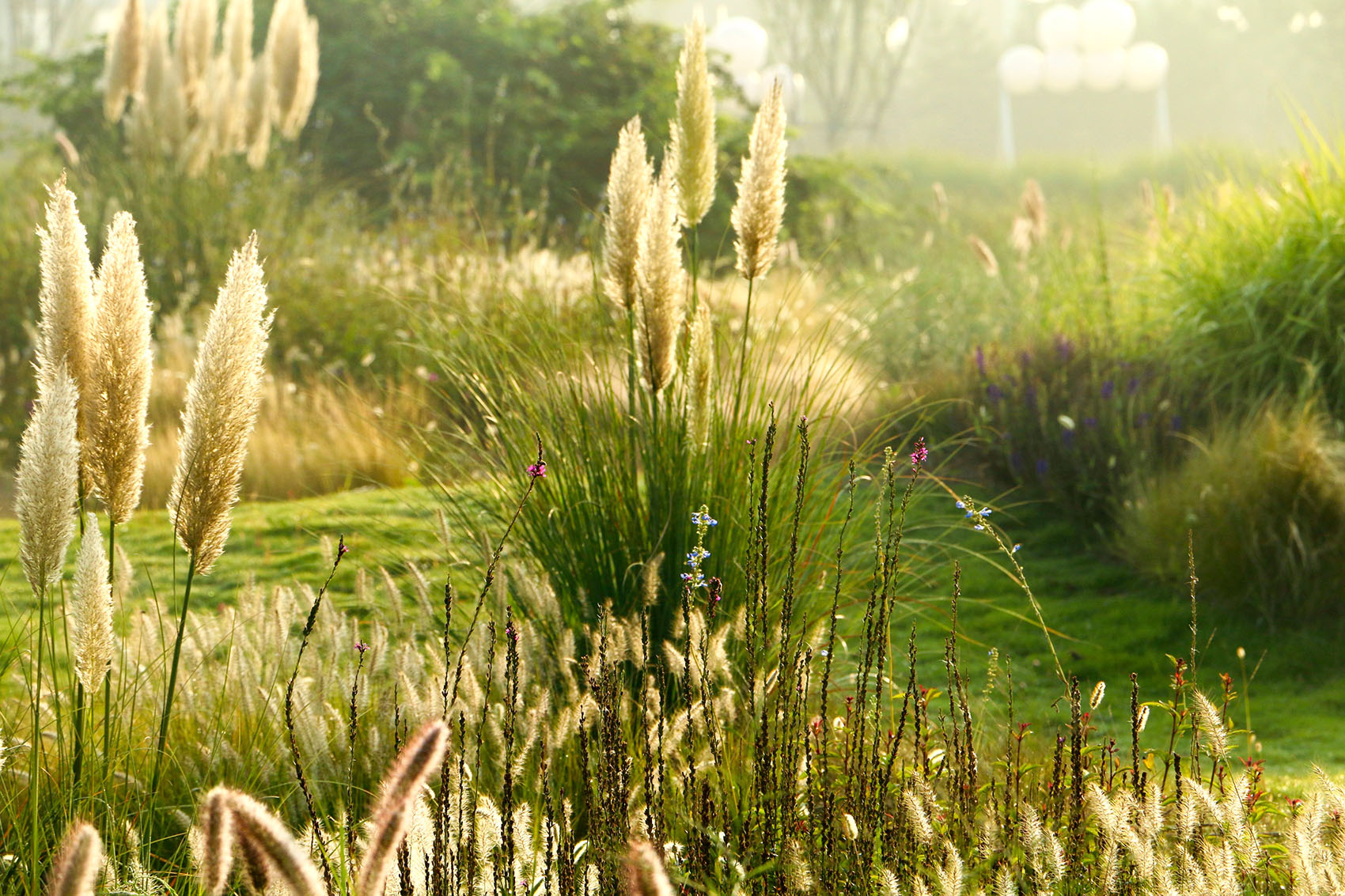 多岛海野草公园丨中国日照丨孔祥伟工作室-66