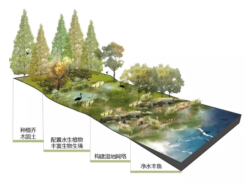 桂林漓江洲岛生态修复 | 绿色共生，重构人与自然和谐空间-53