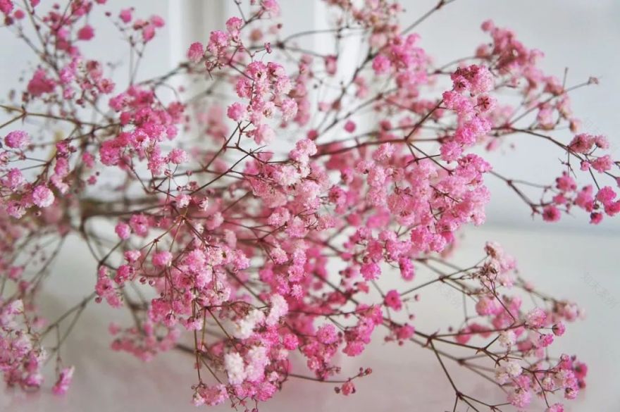 打造惊艳阳台,7 种花卉让空间焕发生机-15