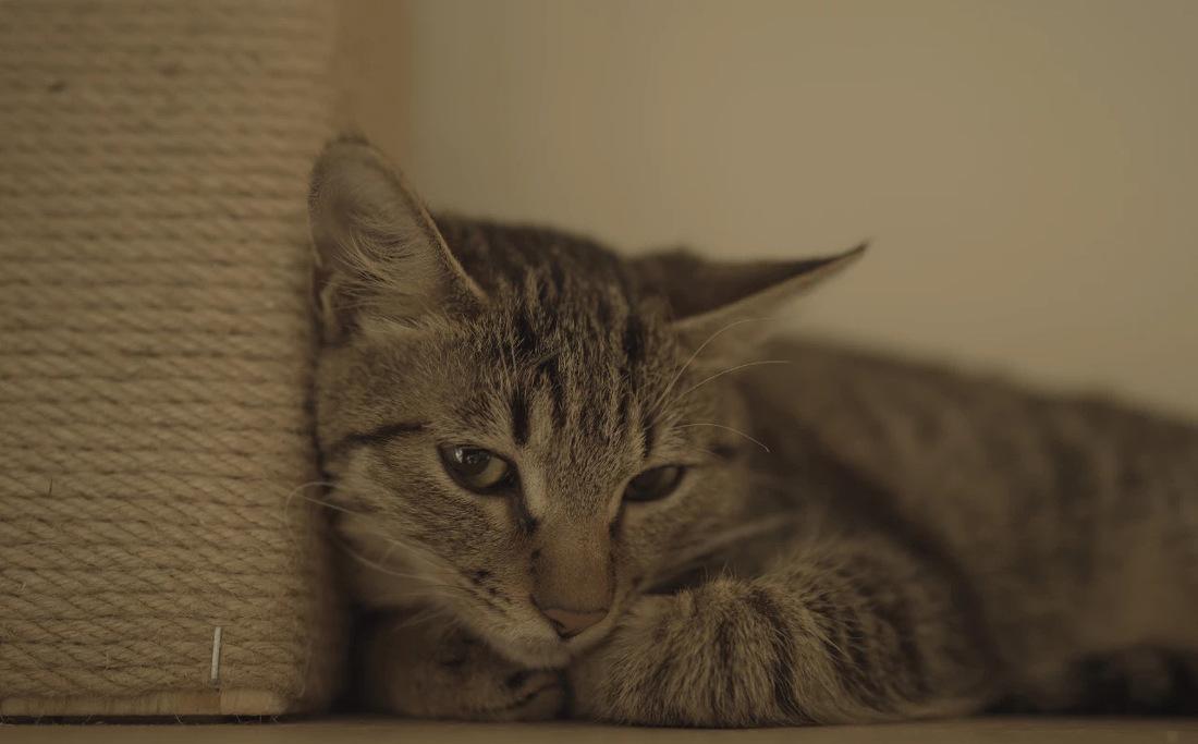 喵星人的温馨家园丨中国重庆丨不详-58