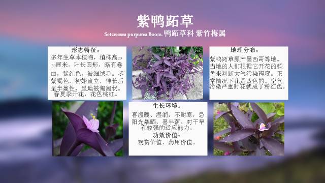 秋凌景观陪伴你学习的第3128天-72