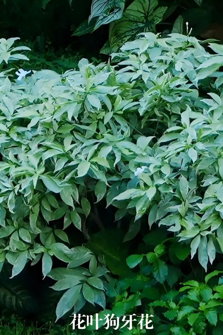 于热带秘境中编织生活美学|江东麓岛阅海澜岸2期花境项目-37