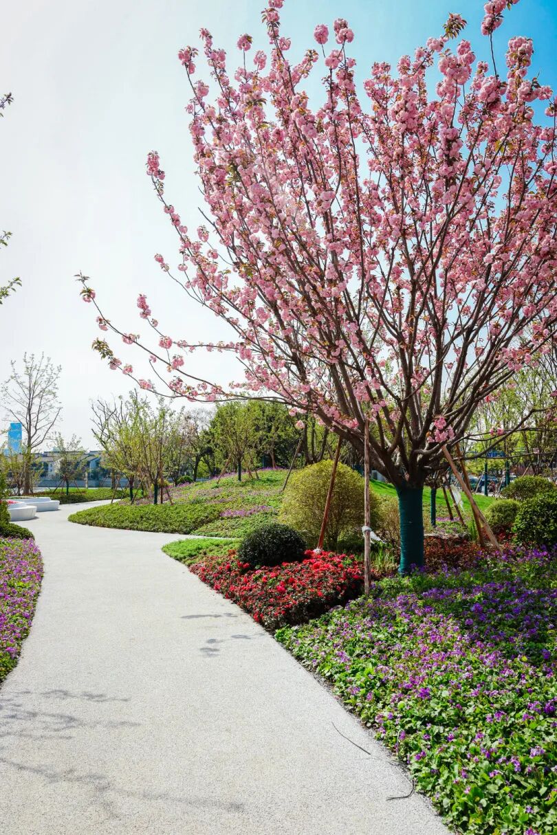 悉地苏州绘卷|一园无界揽风月，千叠樱云漫姑苏——古运河新市桥滨水景观盛启-13