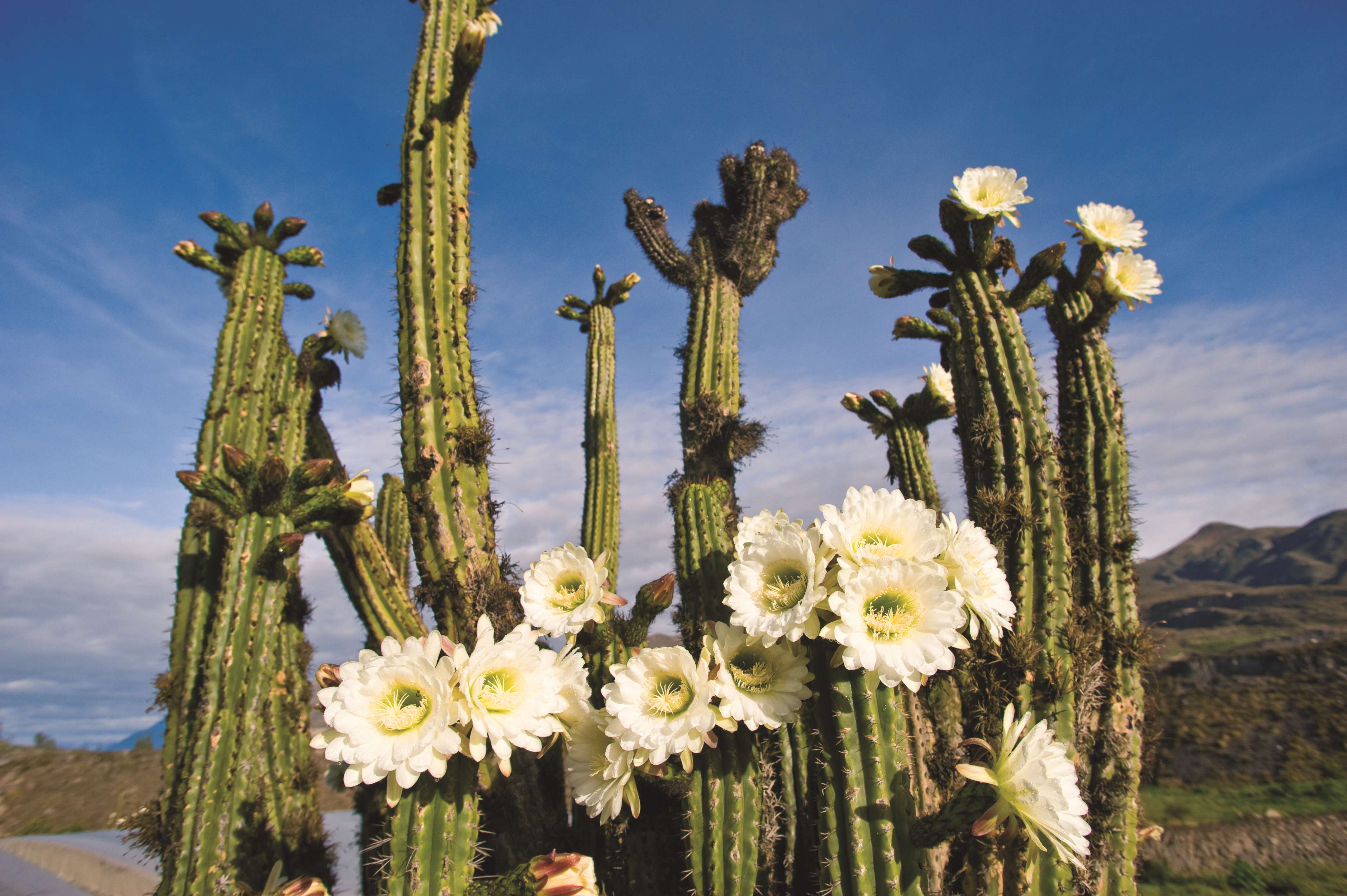 秘鲁 Las Casitas del Colca-25