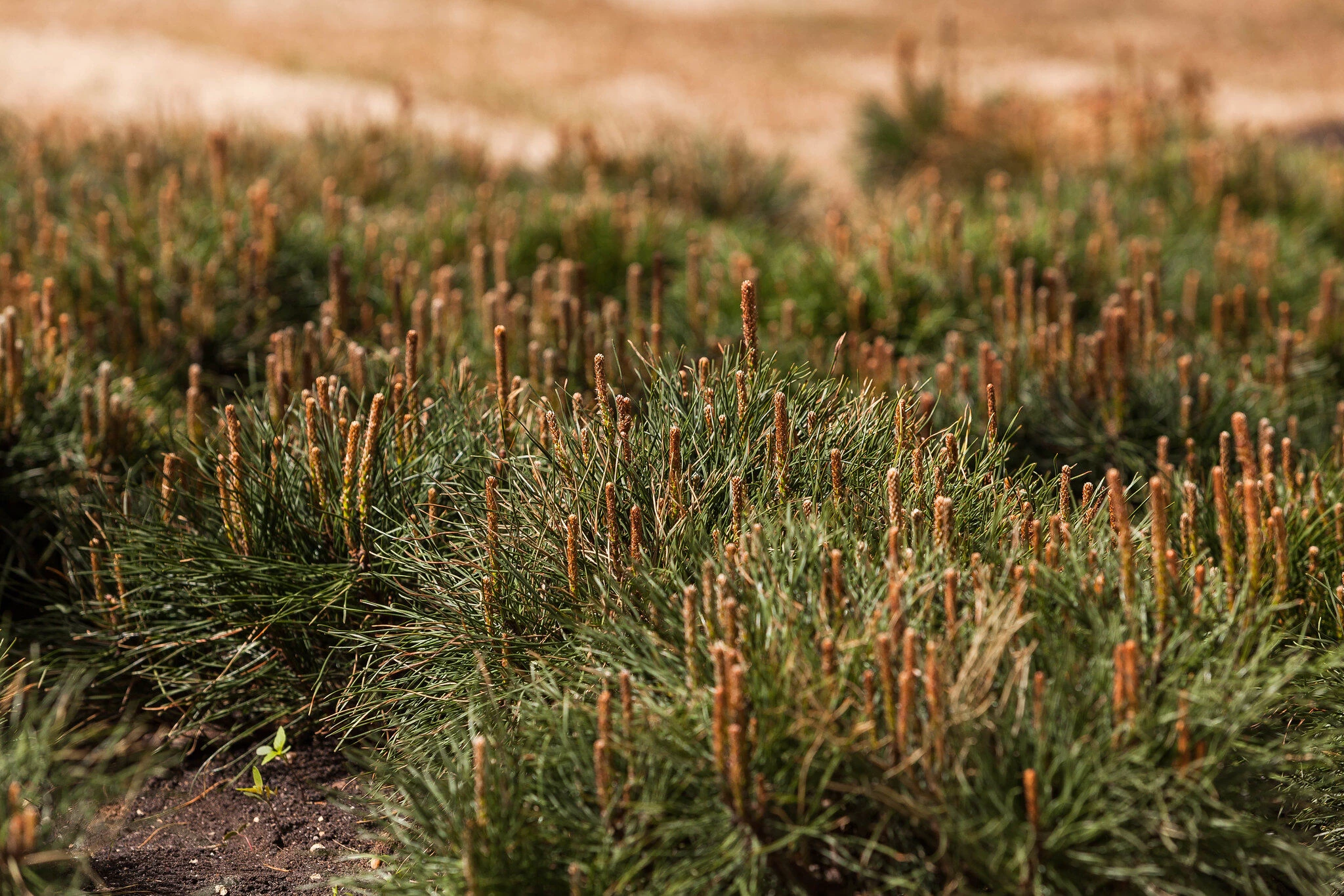 Sukhodolsky 公共公园和庭院丨俄罗斯丨LEVS architecten-51