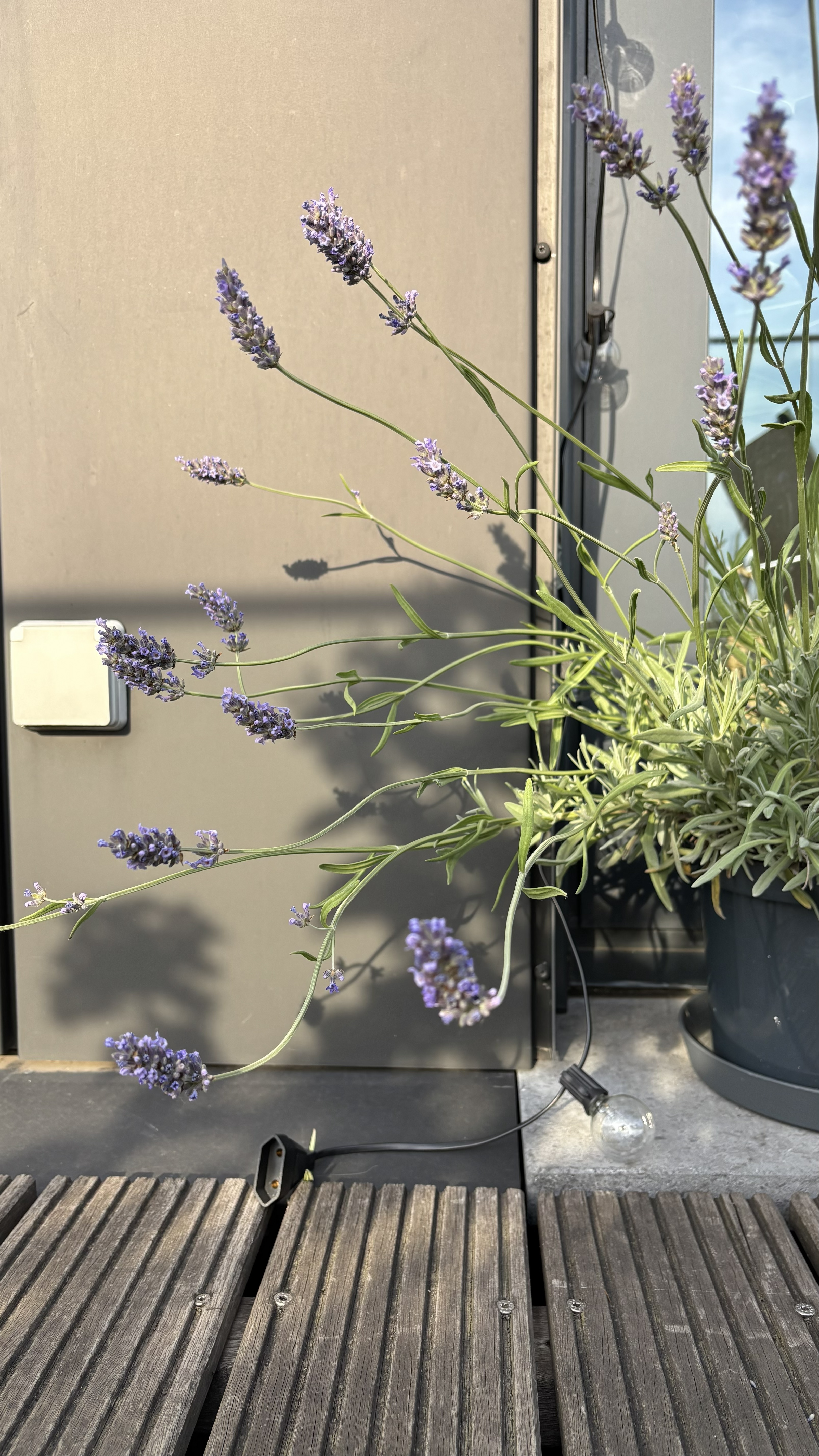 Ixelles Balcony Transformation-3