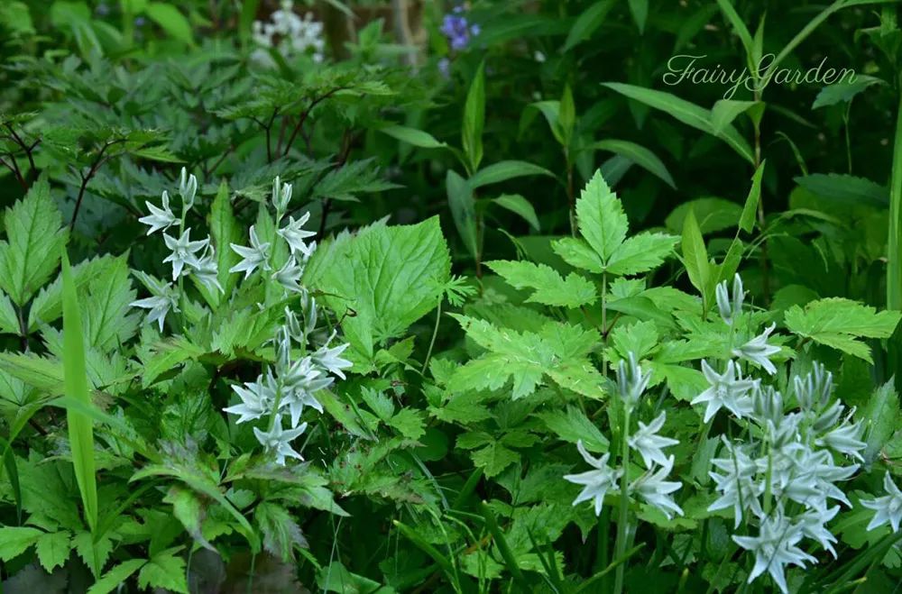 25年前的自制老花园，原来还可以这么美-23