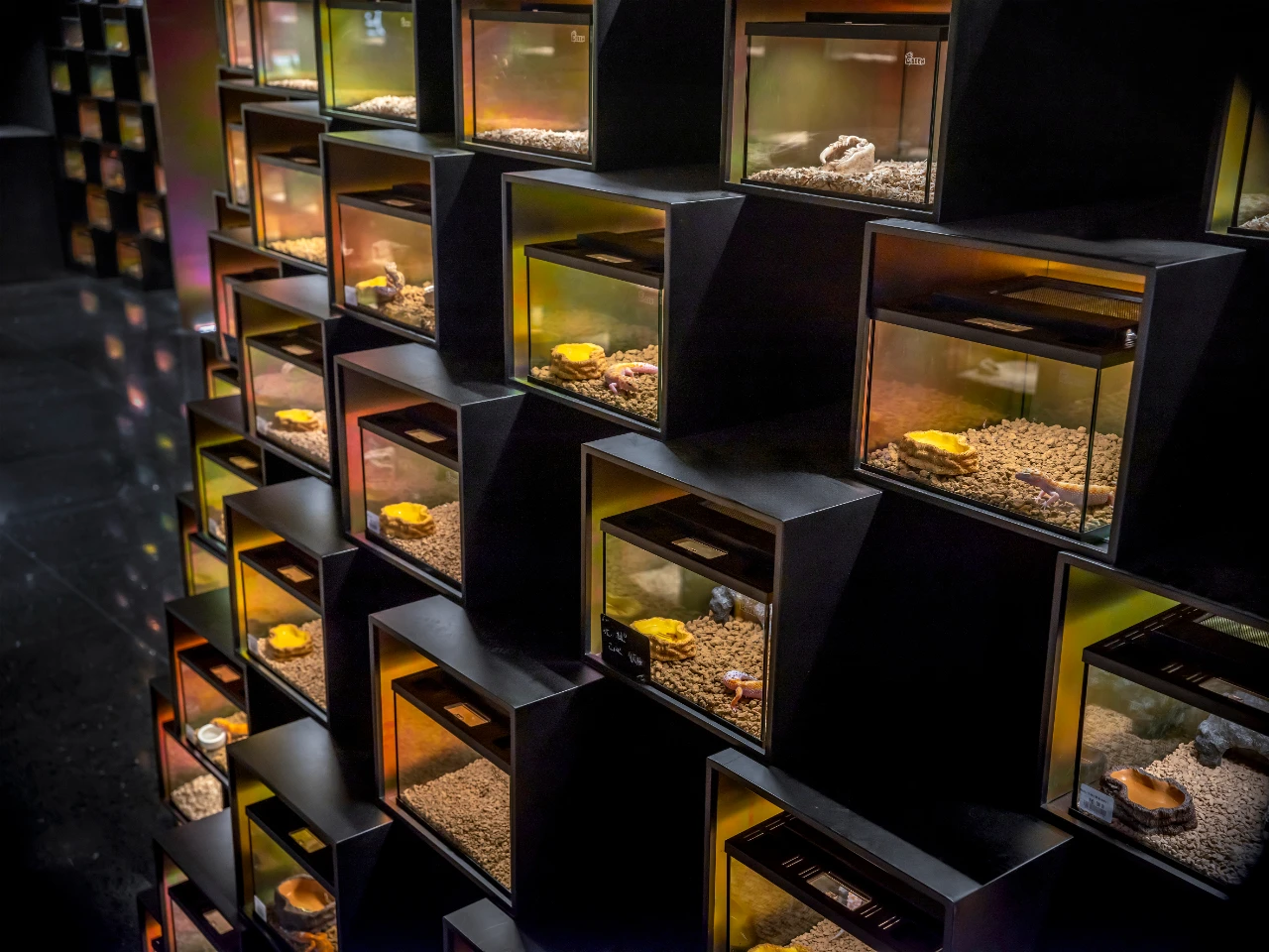 鳞动｜其鳞· 爬宠体验店丨谢几点设计事务所（中国•广州）-31