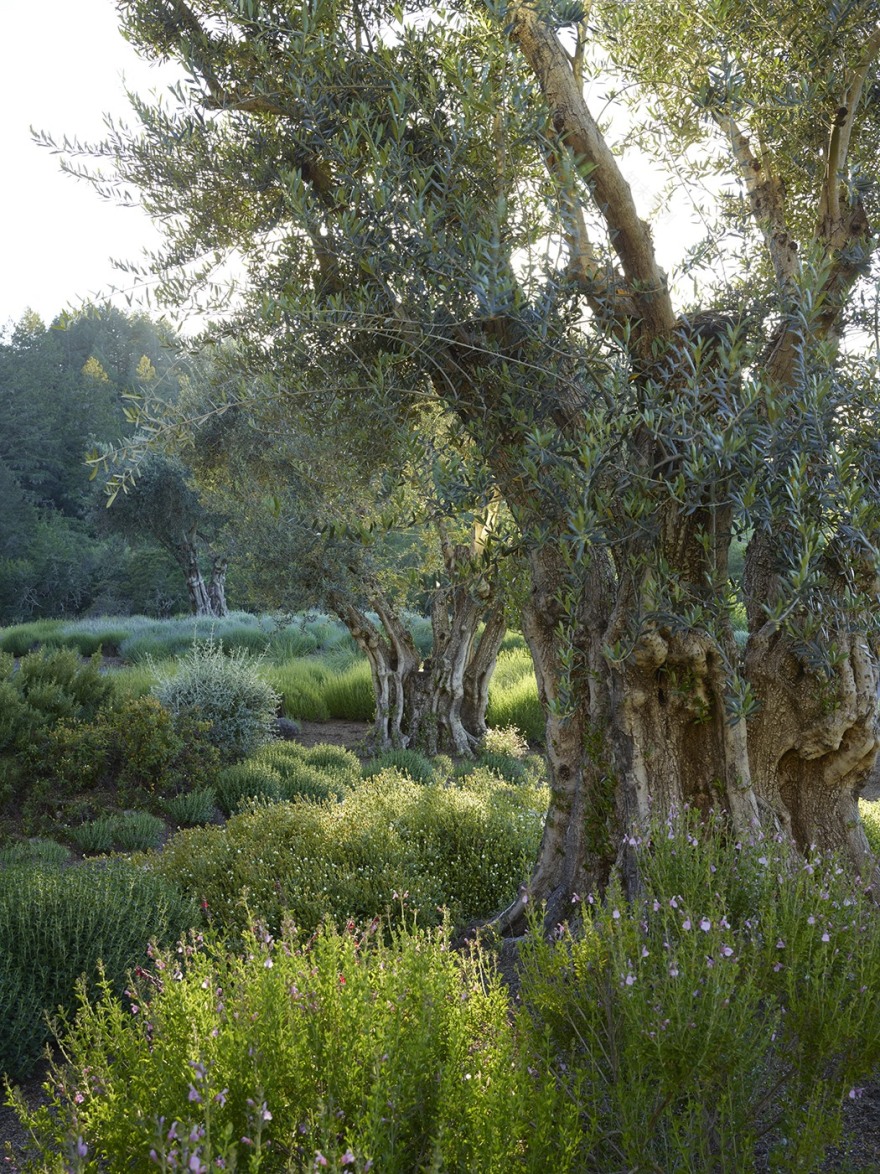 加州希尔兹堡,新旧交汇的野趣庄园 / Lucas & Lucas-22