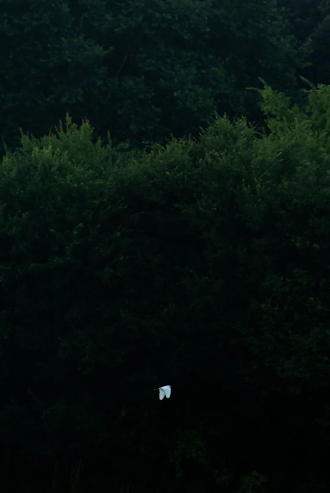 杭州隐外餐厅丨中国杭州丨大相设计-58