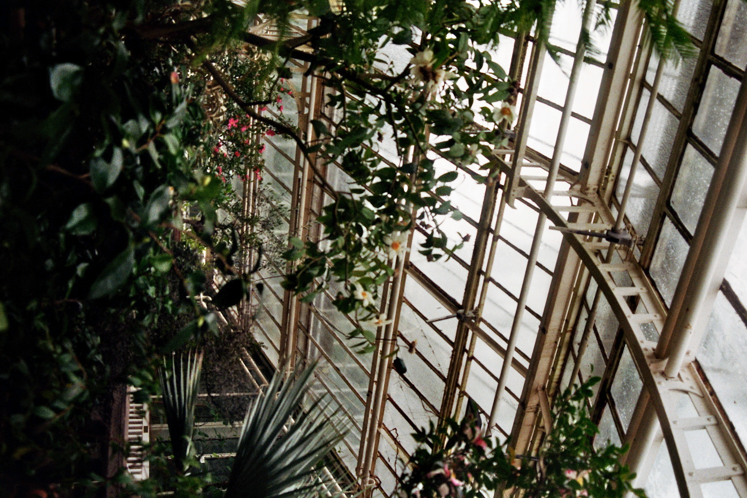 Botanical Gardens on film: A Therapy-3