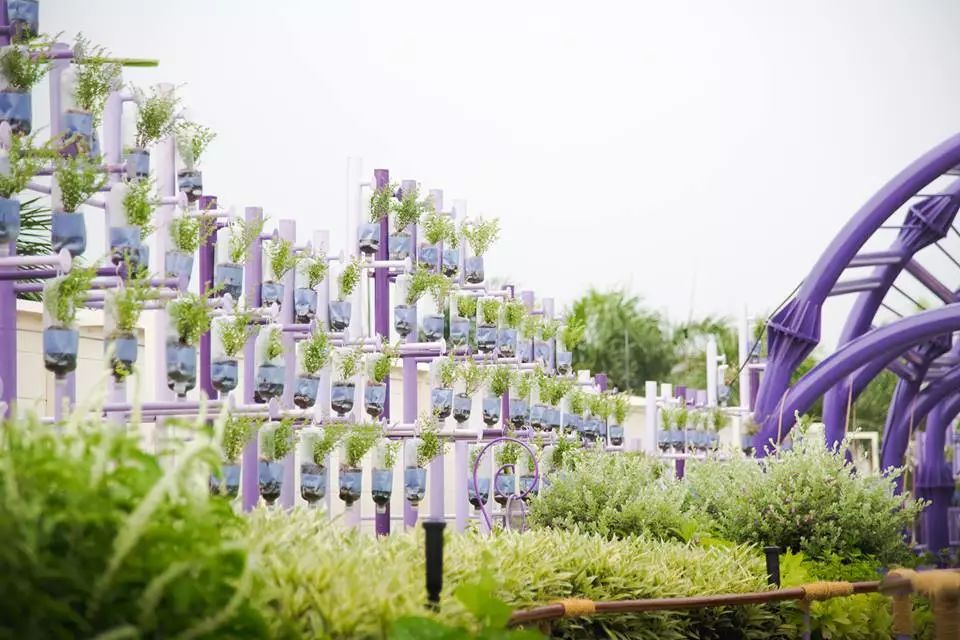 泰国Ramathibodi Healing Garden-43