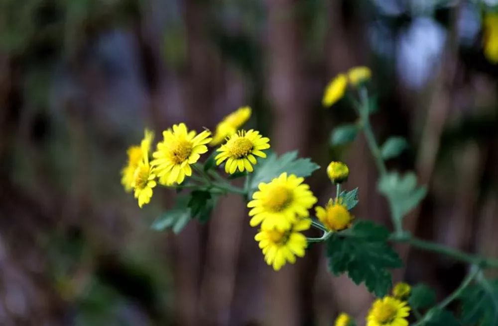 山居艺术 | 云间桃树,泉鸣林深-56
