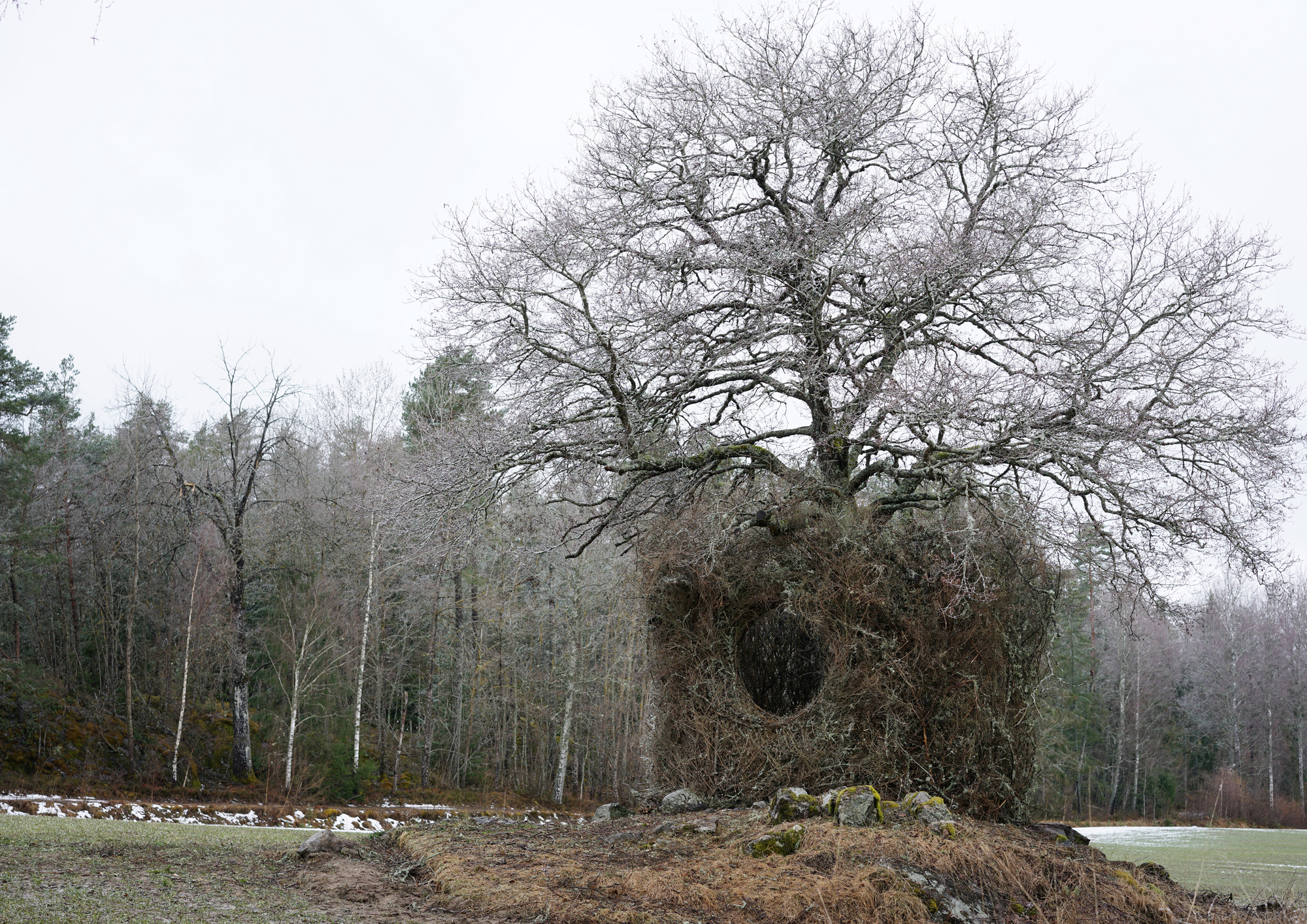 一树四季装置丨瑞典丨Ulf Mejergren + Antti Laitinen-8