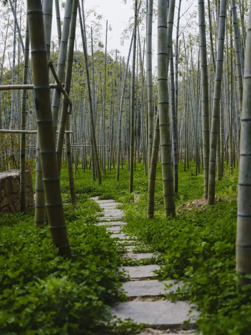 陶园丨中国美术学院风景建筑设计研究总院-16