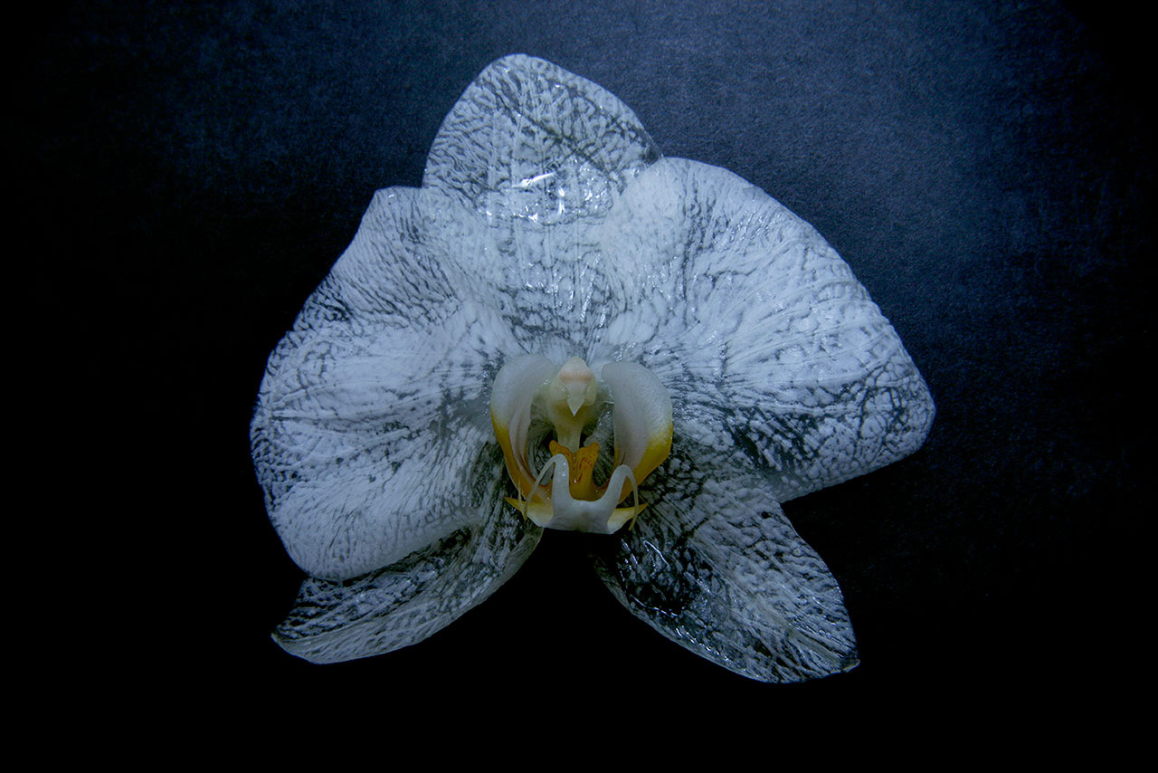 奇异梦境 | 摄影师 Namiko Kitaura 的艺术世界-59