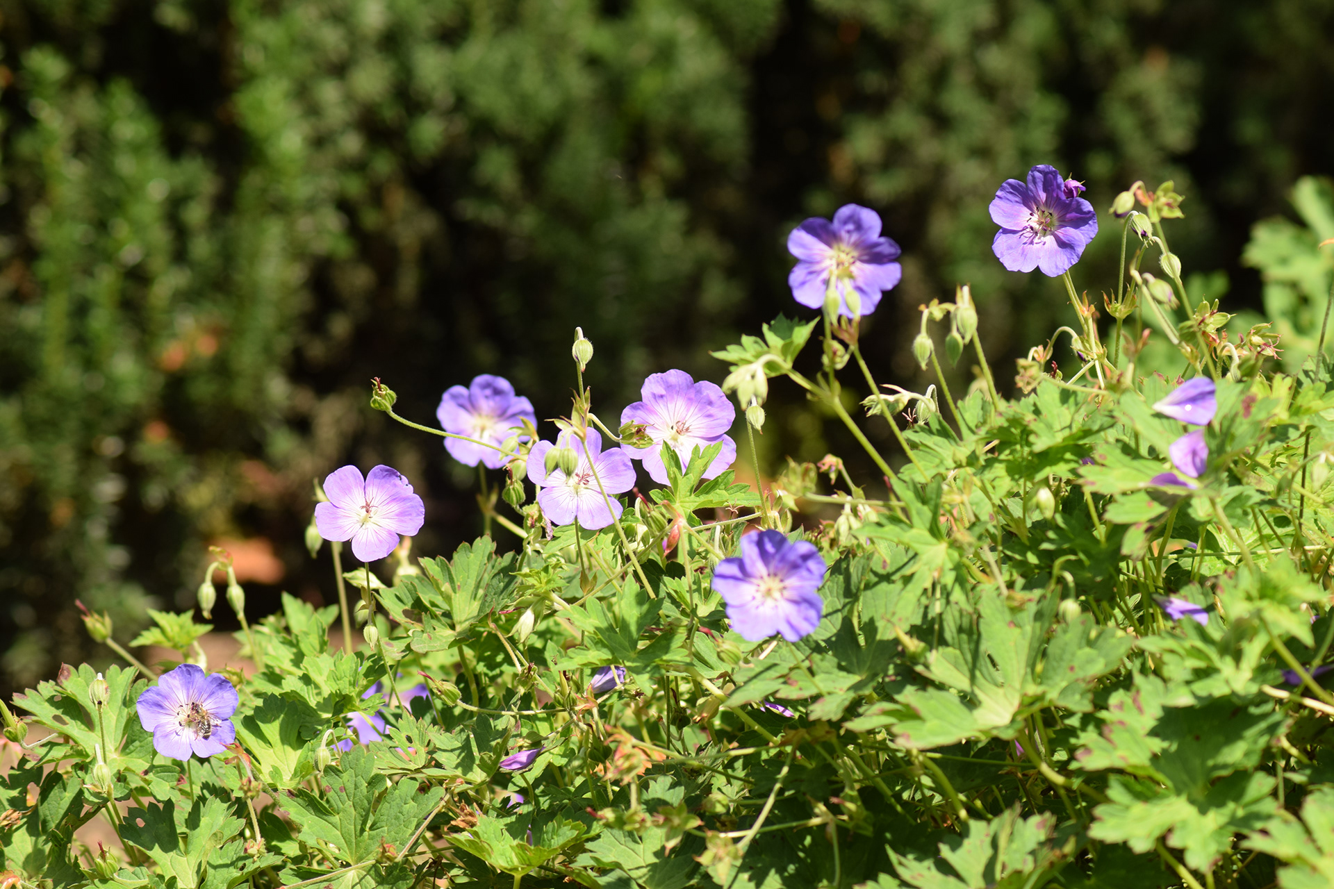 New perennials garden in Cracow-9