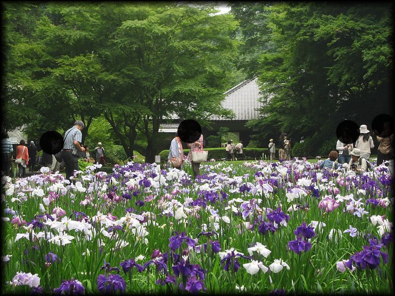 明月院丨日本神奈川-27