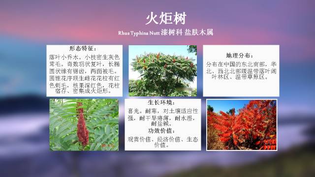 秋凌景观陪伴你学习的第3128天-20