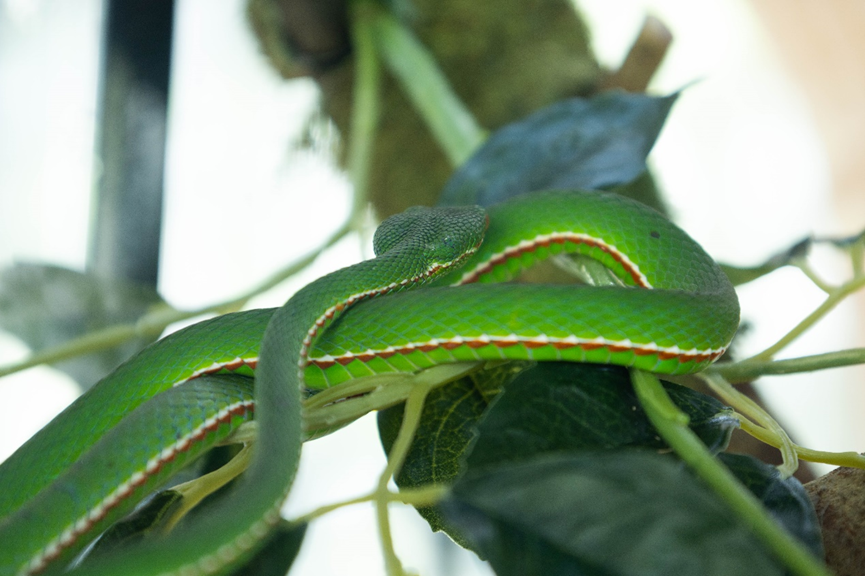 案例 | 上海首个在公园中的自然中心——和平公园自然中心-47