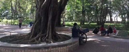 深圳罗湖“三横四纵”绿廊生活-39