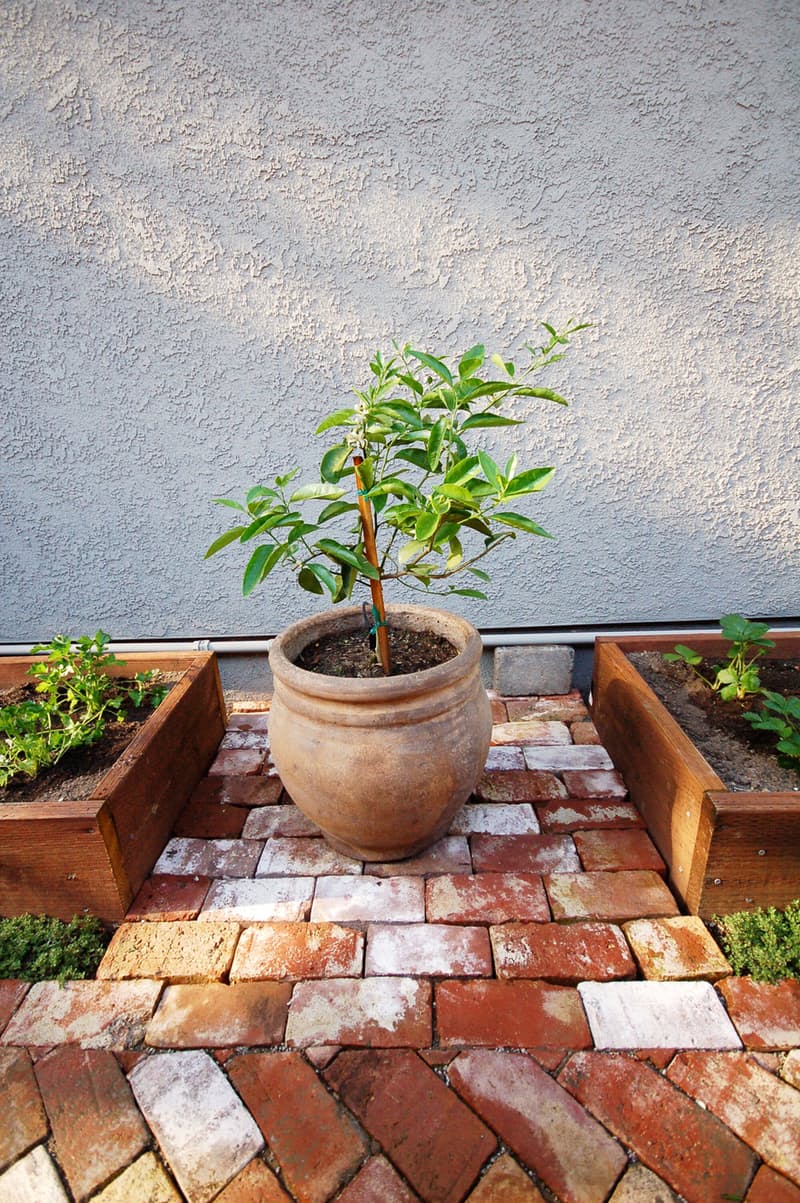 加利福尼亚住宅后院花园及步道改造项目丨美国加利福尼亚-10