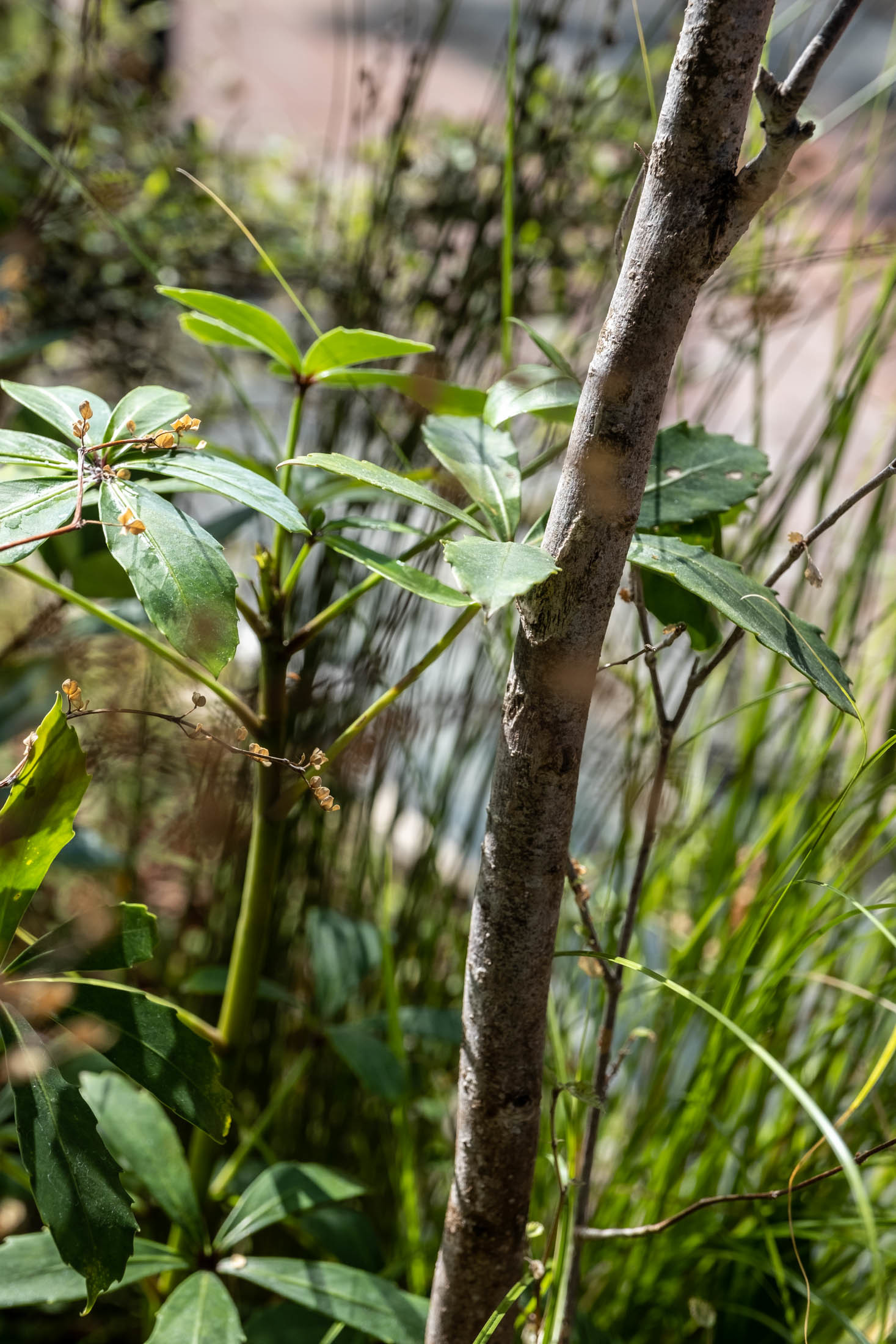 Maggie Marilyn - Xanthe White Design-22