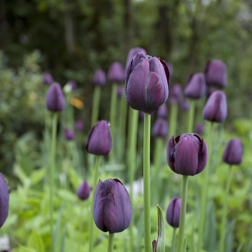 Gräfelfing经典私人花园改造丨CvB Gartendesign München-4