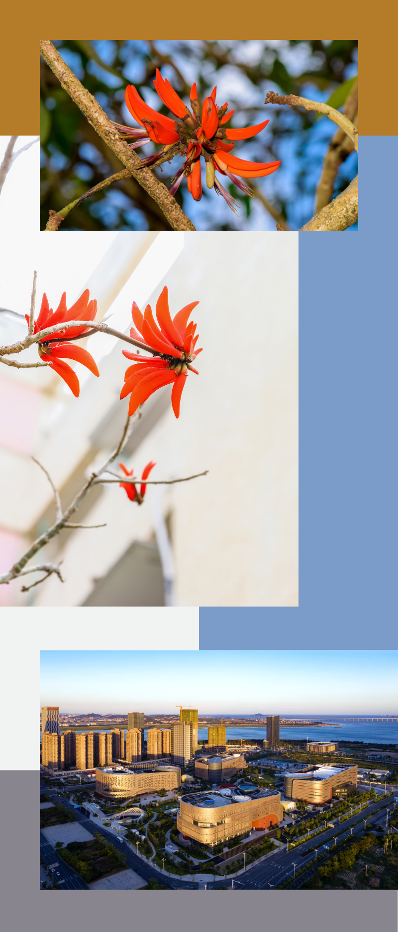 苏明文化中国行|第三站：泉州公共文化中心，打卡“双鲤戏刺桐”网红地标！-7