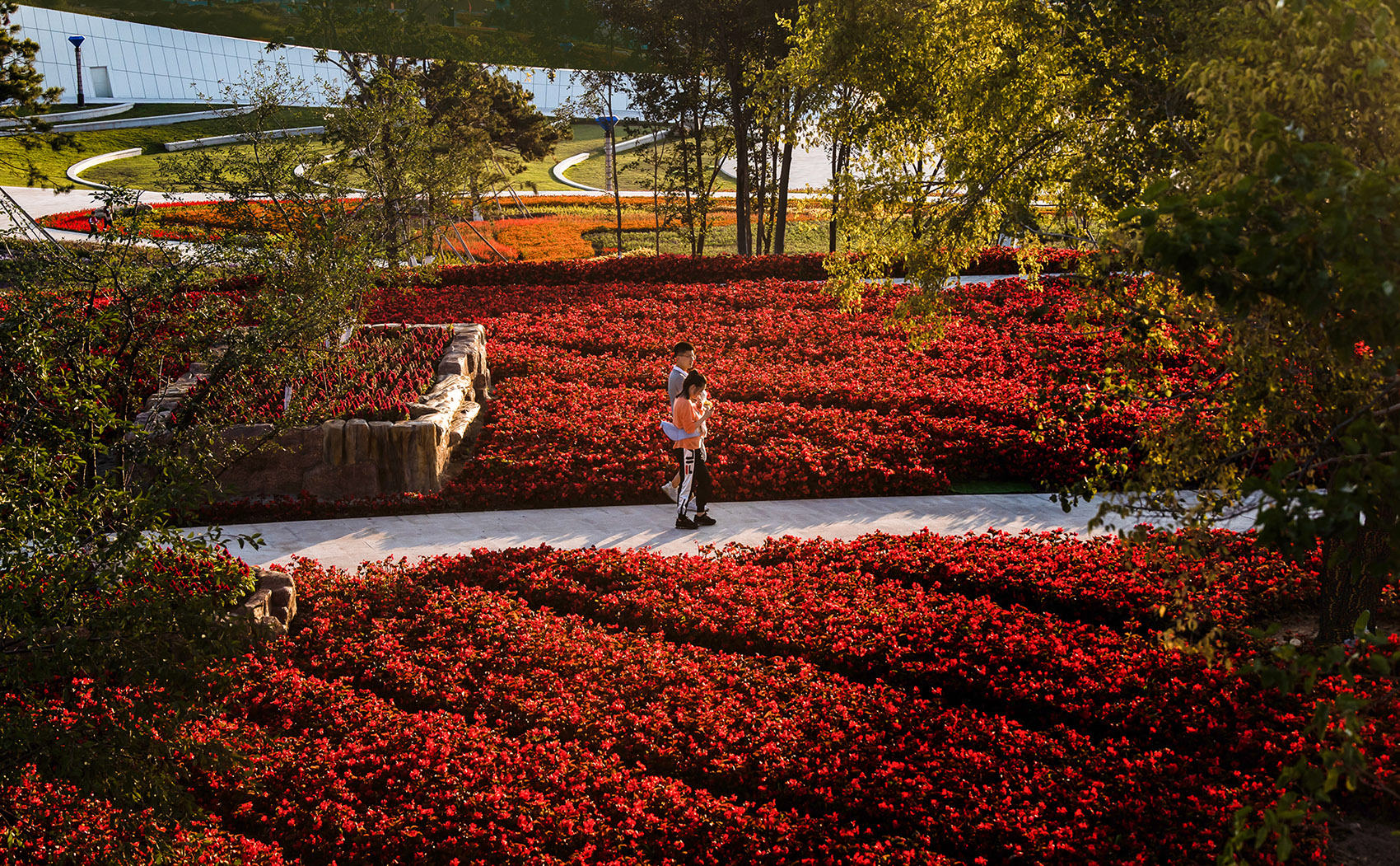 梅河口浪漫花海公园丨中国吉林丨麦田景观-47
