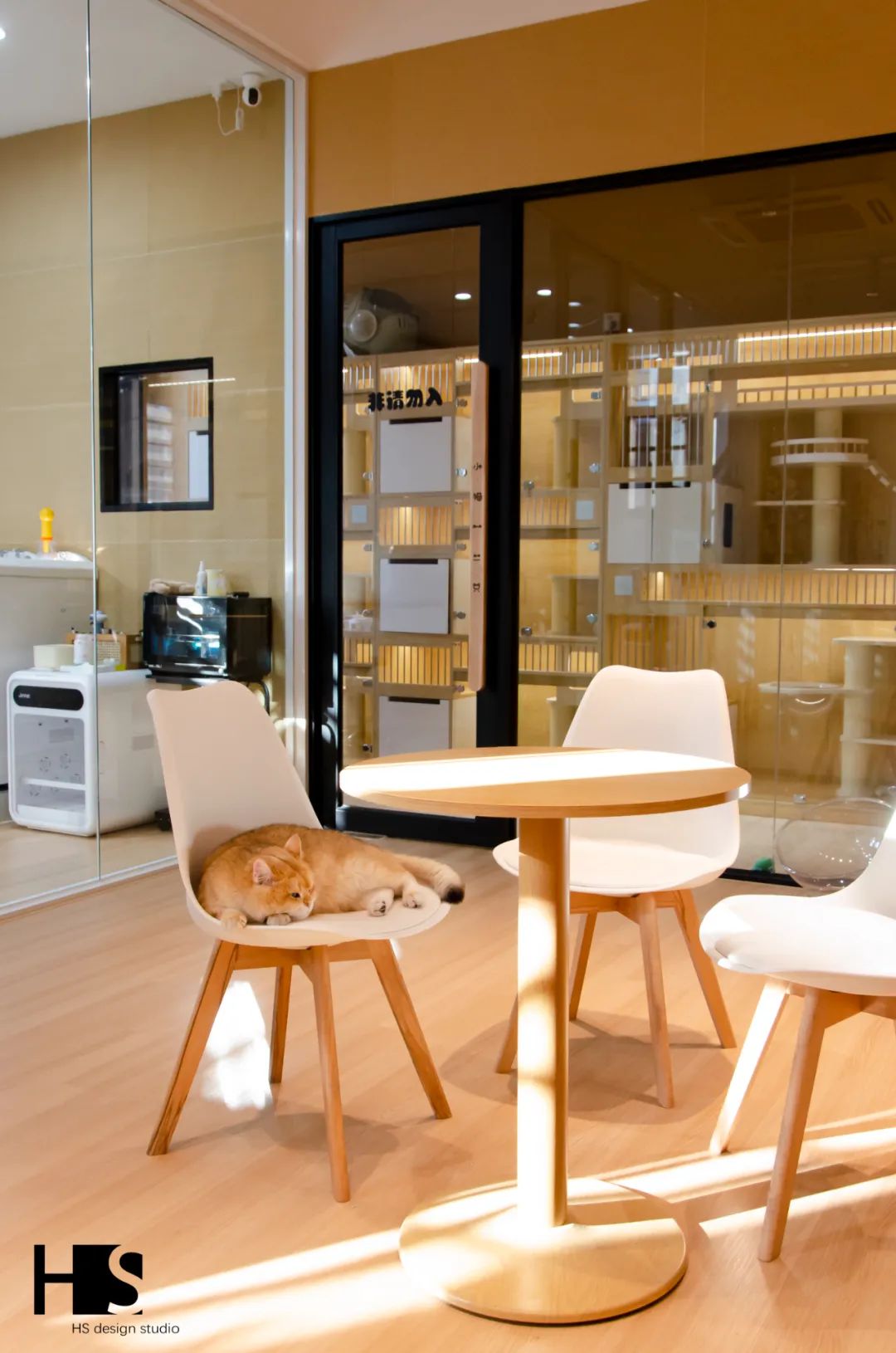 HS 新作 小猫一二只丨中国杭州丨绘狩-0