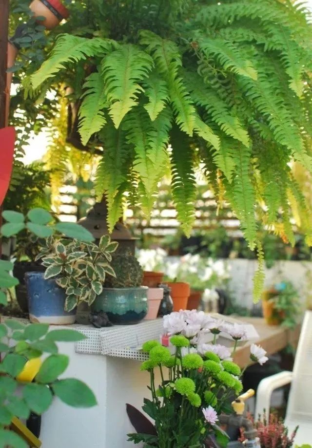 她在楼顶悄悄建了一座梦想花园，美翻了！这才是把日子过成诗的样子-215
