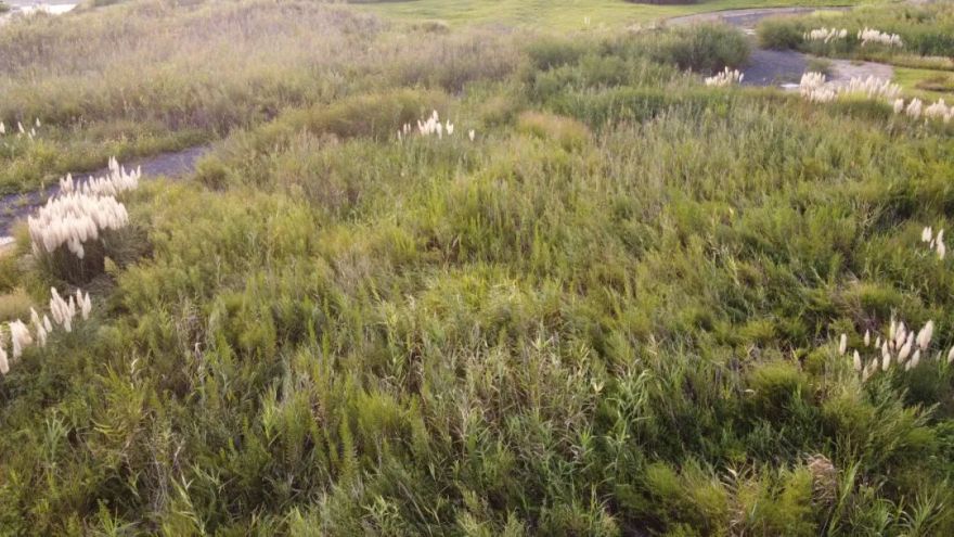 日照多岛海野草公园营造丨中国日照-12